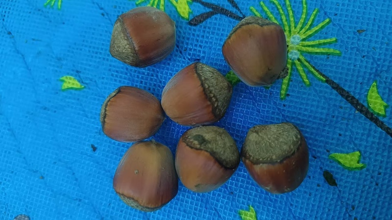 辽宁榛子达维量大质优品质保证产地直发