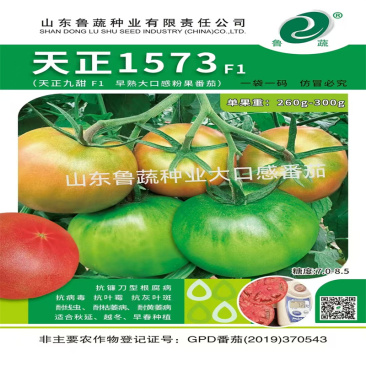 天正1573番茄种子早熟大口感粉果番茄抗TY西红柿种子