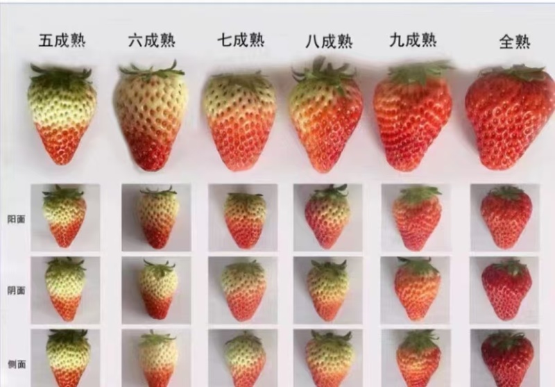 代办高质量草莓，一手货源，品质保证，量大从优，可视频看货