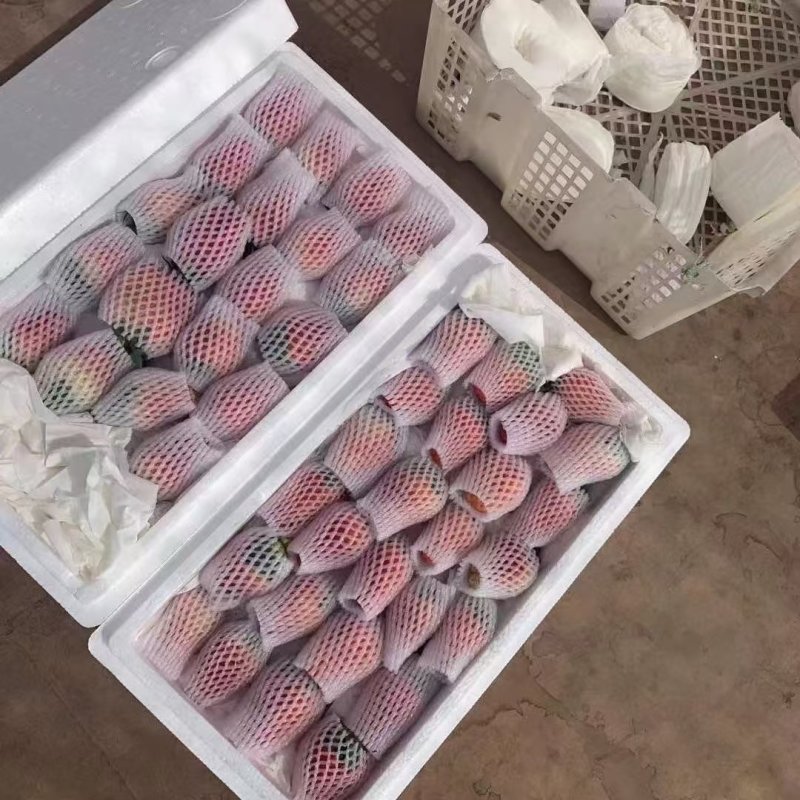 代办高质量草莓，一手货源，品质保证，量大从优，可视频看货