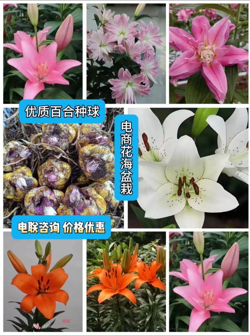 食用甜百合种球越冬品种可观赏电商园林绿化花海种植