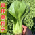 美华冠青梗菜种子一代交配叶柄宽青菜种子高产