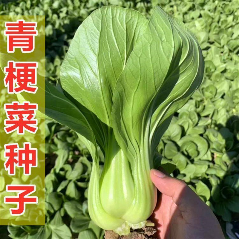 美华冠青梗菜种子一代交配叶柄宽青菜种子高产