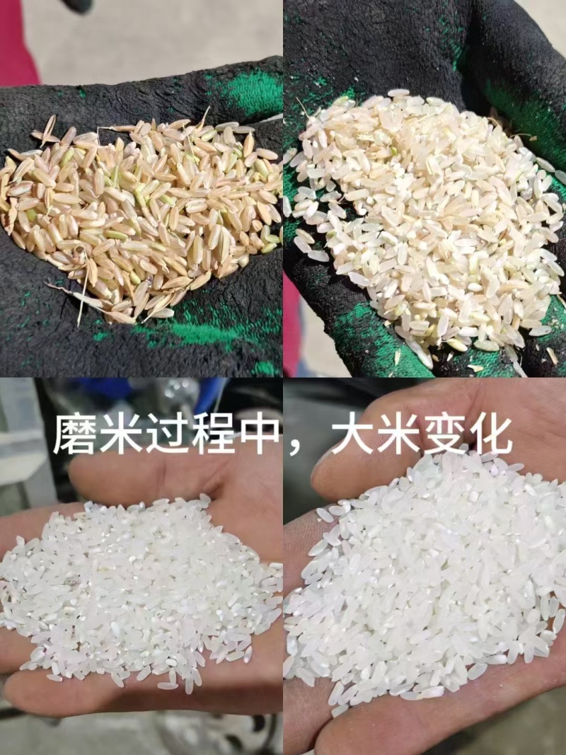 五常市五常大米稻花香大米自产自销保质保量价格实惠