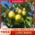 山西省运城市红香酥梨香梨产地大量供货供平台商超一件代发