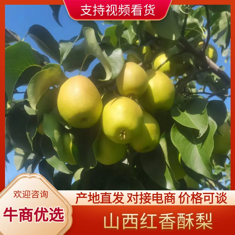 山西省运城市红香酥梨香梨产地大量供货供平台商超一件代发