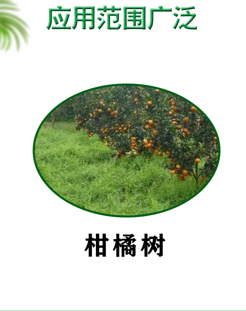 正宗啶虫脒定虫柑橘树蚜虫正品专用药杀虫剂打虫药正牌整箱批