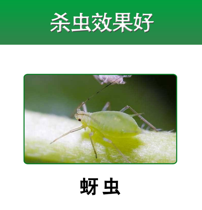 正宗啶虫脒定虫柑橘树蚜虫正品专用药杀虫剂打虫药正牌整箱批