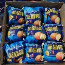 葡萄柚基地供应量大质优价格优惠一手货源欢迎采购