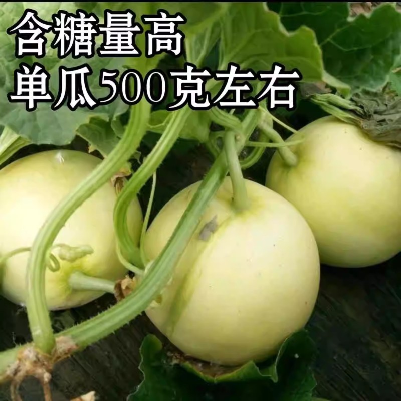理想甜宝甜瓜种子肉厚光滑脆嫩多汁味香含糖度高