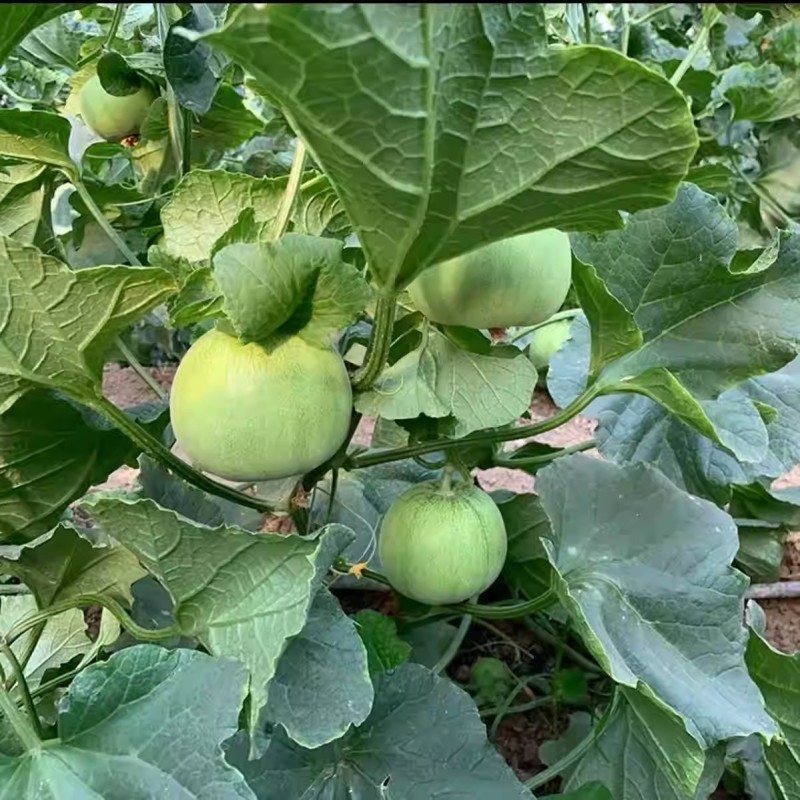理想甜宝甜瓜种子肉厚光滑脆嫩多汁味香含糖度高