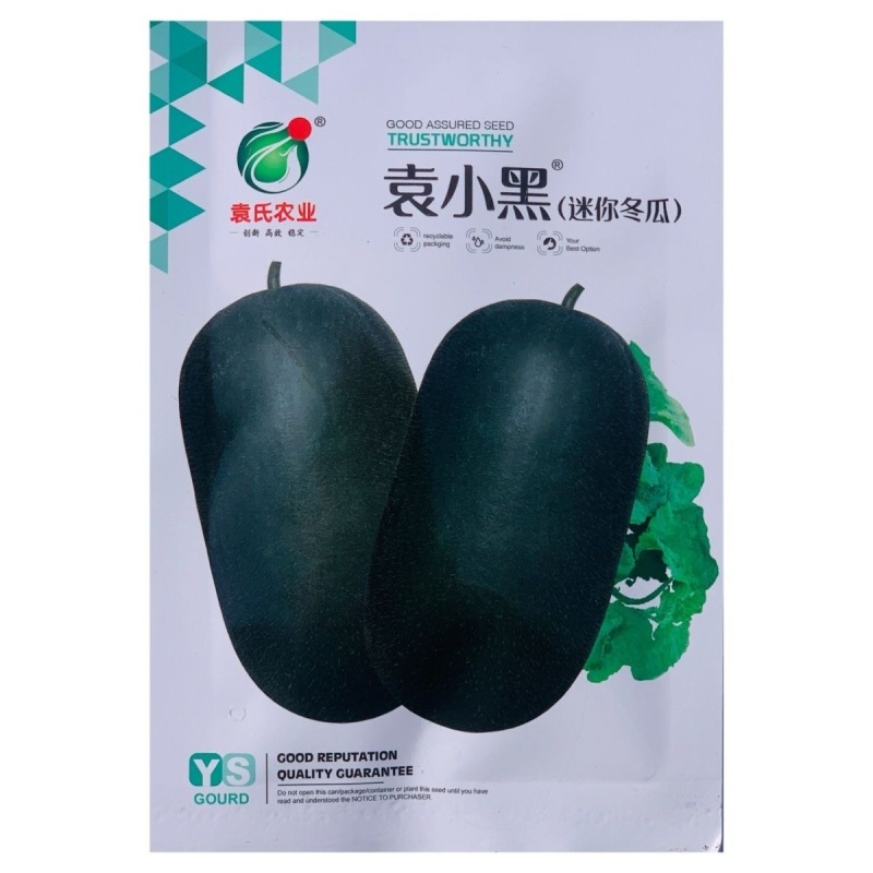 袁小黑迷你小冬瓜种子实心小冬瓜种子嫩瓜脆嫩清甜