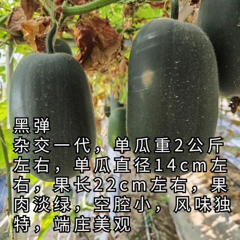 袁小黑迷你小冬瓜种子实心小冬瓜种子嫩瓜脆嫩清甜