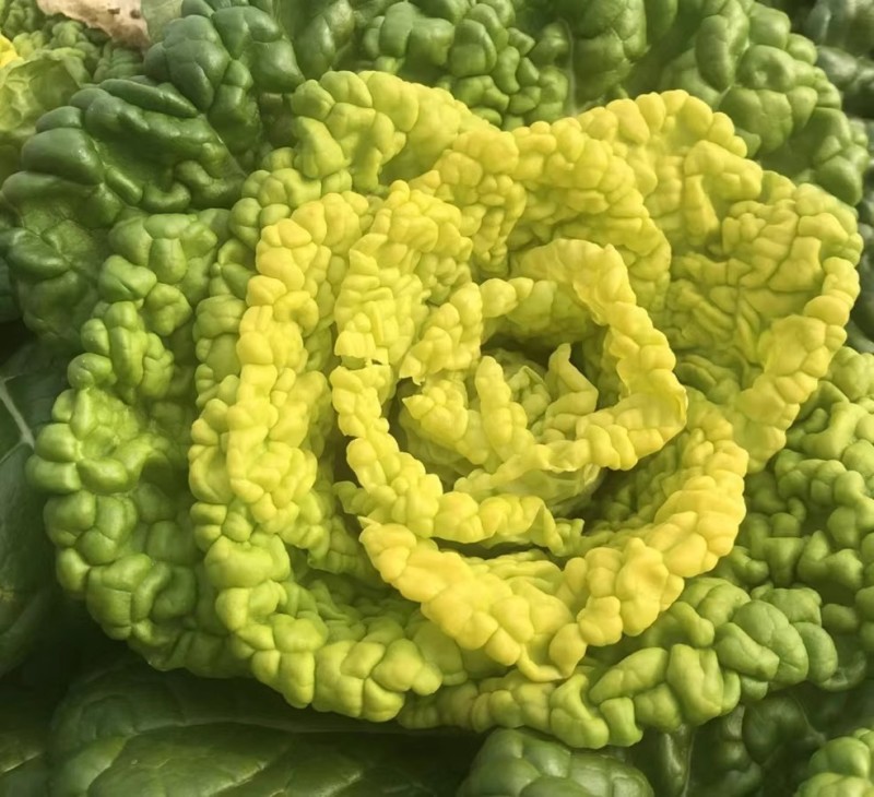 雪中花杂交黄心乌塌菜种子黄心菜种子心叶金黄