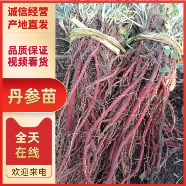 产地丹参苗改良丹参苗产量高血参苗批发