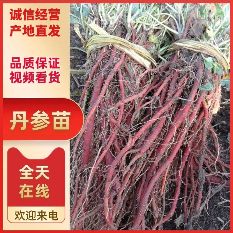 产地丹参苗改良丹参苗产量高血参苗批发
