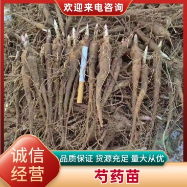 《热卖》芍药苗基地育苗发货质量优不成活补苗