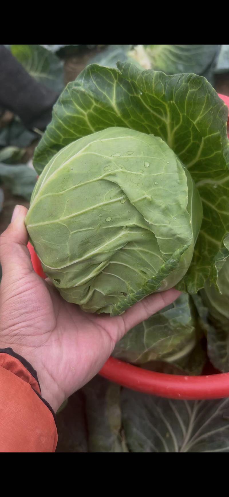 甘蓝圆包菜大量上市，可视频看货，散装，手提袋全国发货