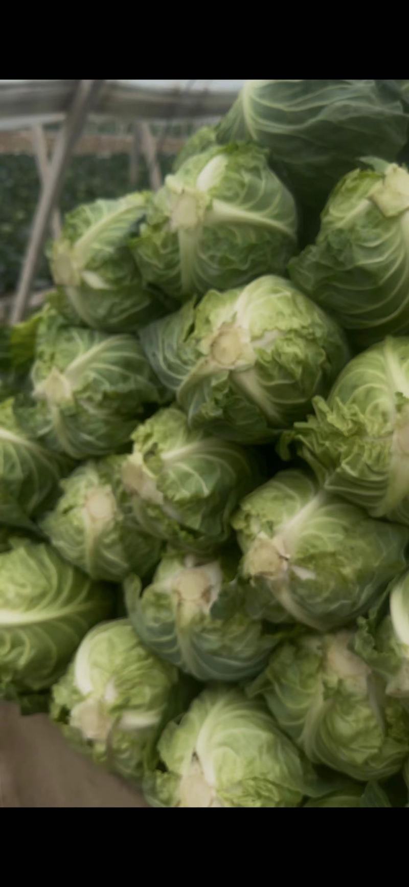 甘蓝圆包菜大量上市，可视频看货，散装，手提袋全国发货