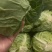 甘蓝圆包菜大量上市，可视频看货，散装，手提袋全国发货
