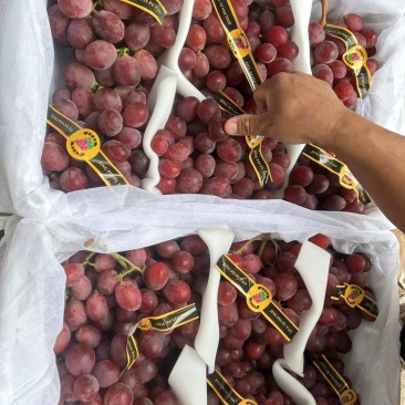 精品红提云南提子精品红提电商市场商超加工厂外贸