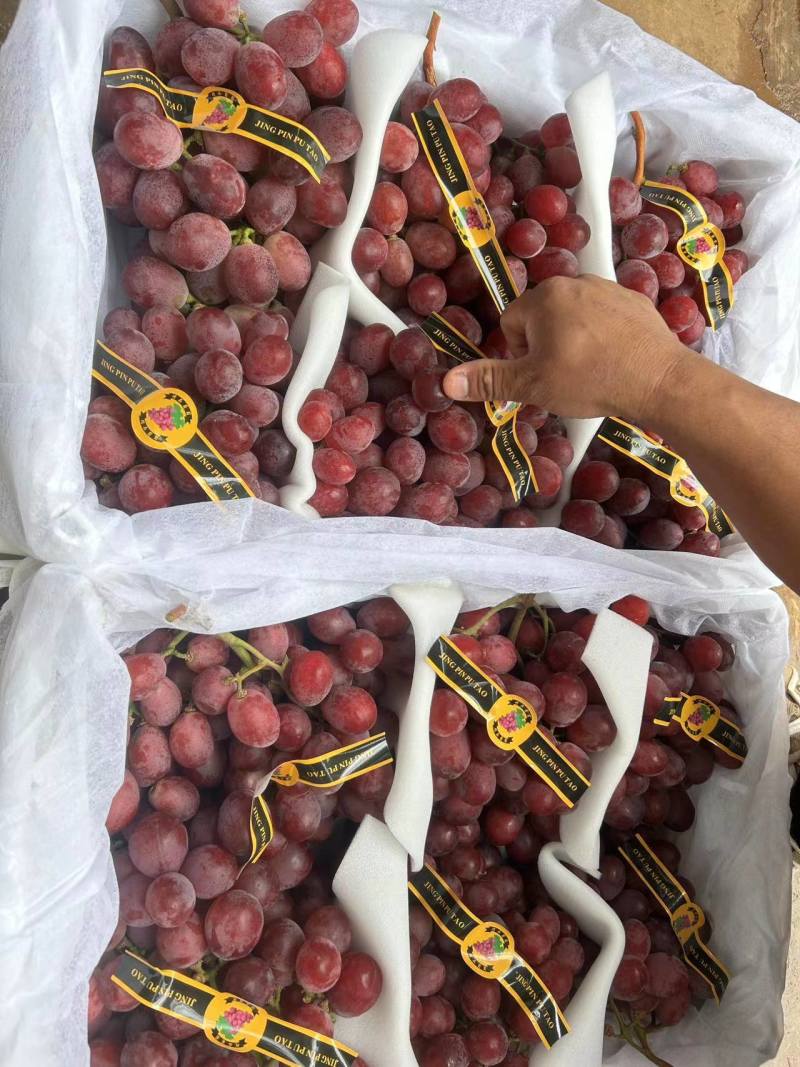精品红提云南提子精品红提电商市场商超加工厂外贸