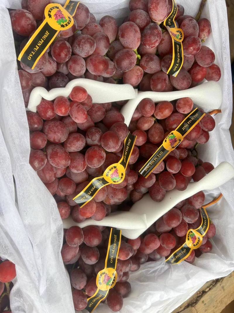 精品红提云南提子精品红提电商市场商超加工厂外贸