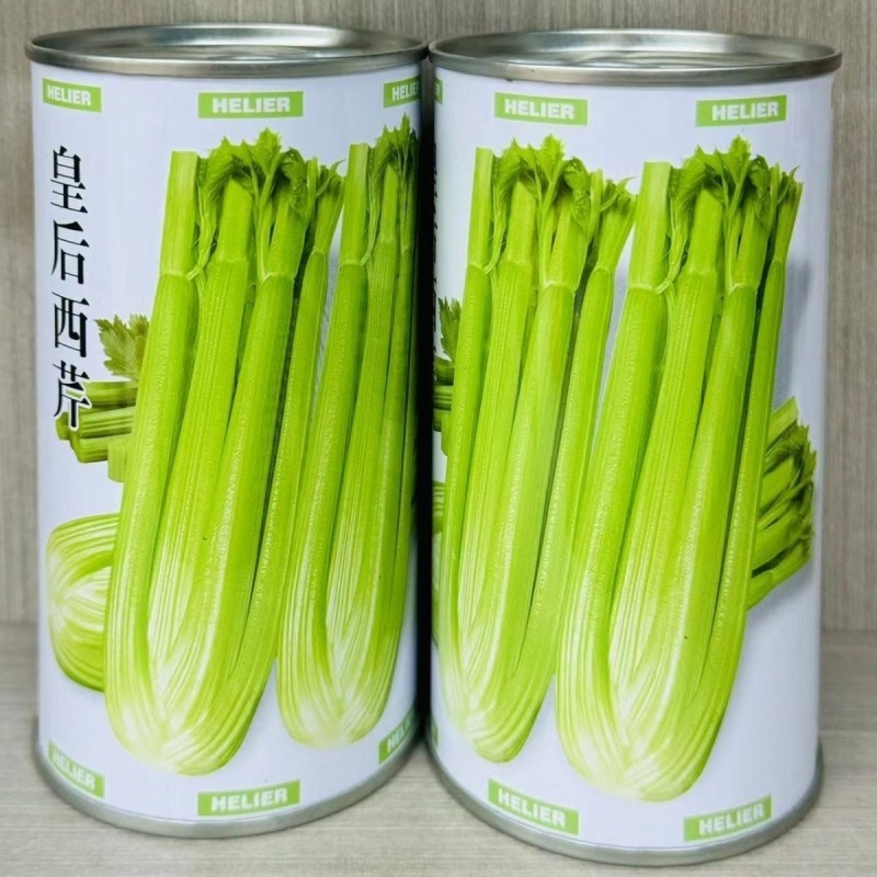 皇后西芹种子早熟西芹生长速度快可作中小棵芹菜种植