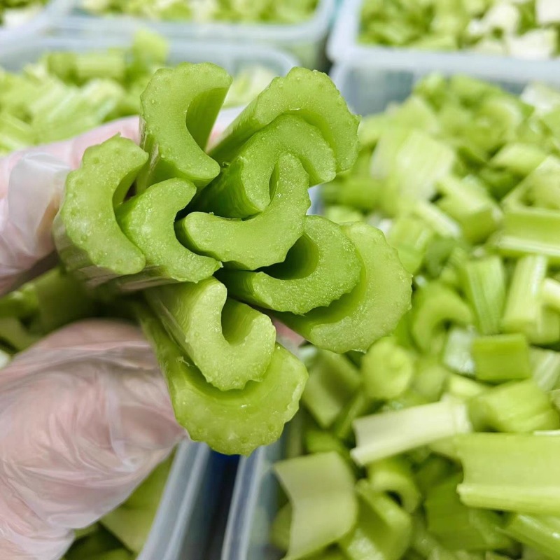 皇后西芹种子早熟西芹生长速度快可作中小棵芹菜种植