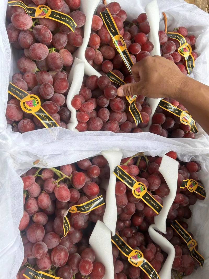 精品红提云南提子精品红提电商市场商超加工厂外贸