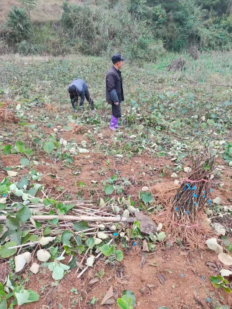 修文贵长猕猴桃苗保证正品成活率高结果率高