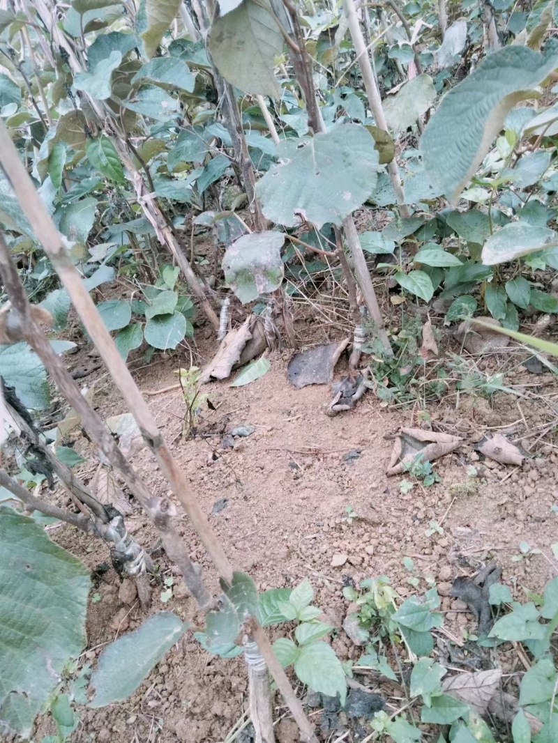 修文贵长猕猴桃苗保证正品成活率高结果率高