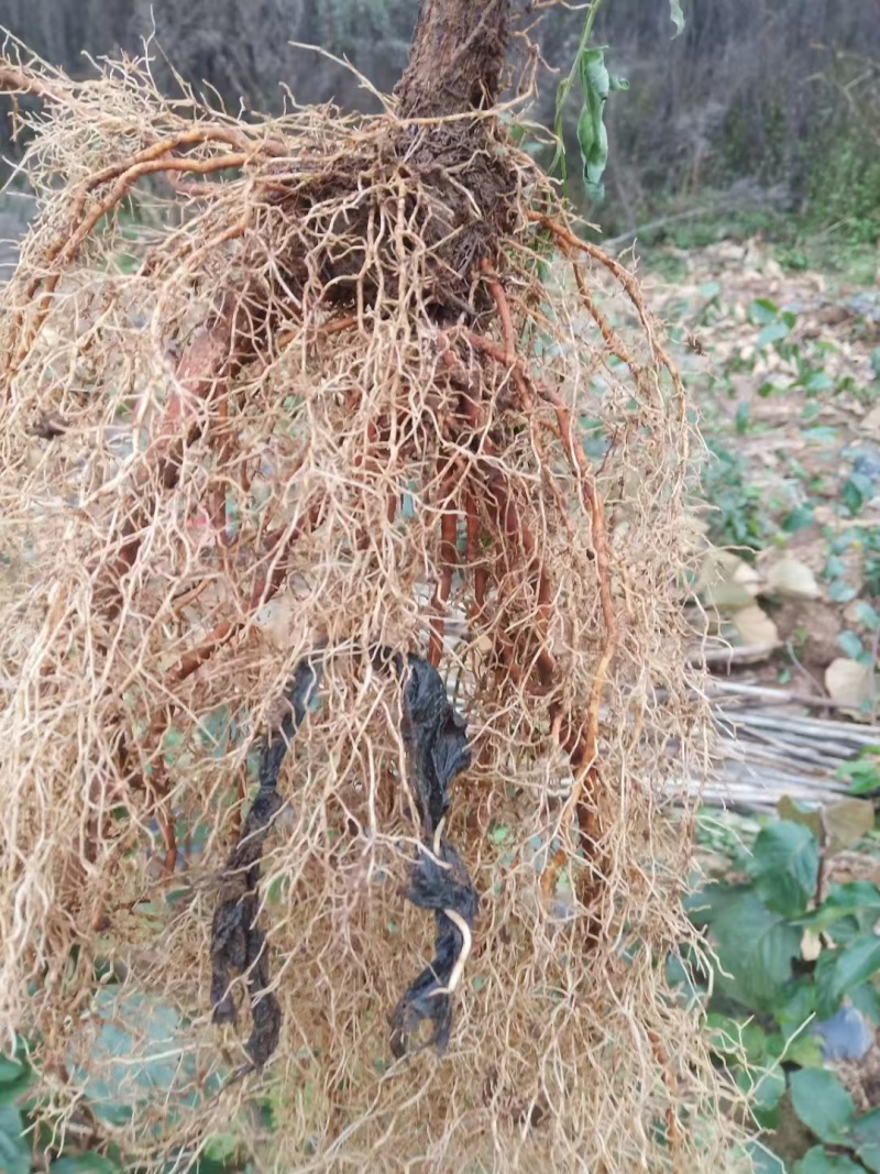 修文贵长猕猴桃苗保证正品成活率高结果率高
