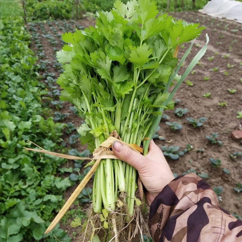 金玉小香芹种子四季小香芹种子耐热耐寒耐老抗病
