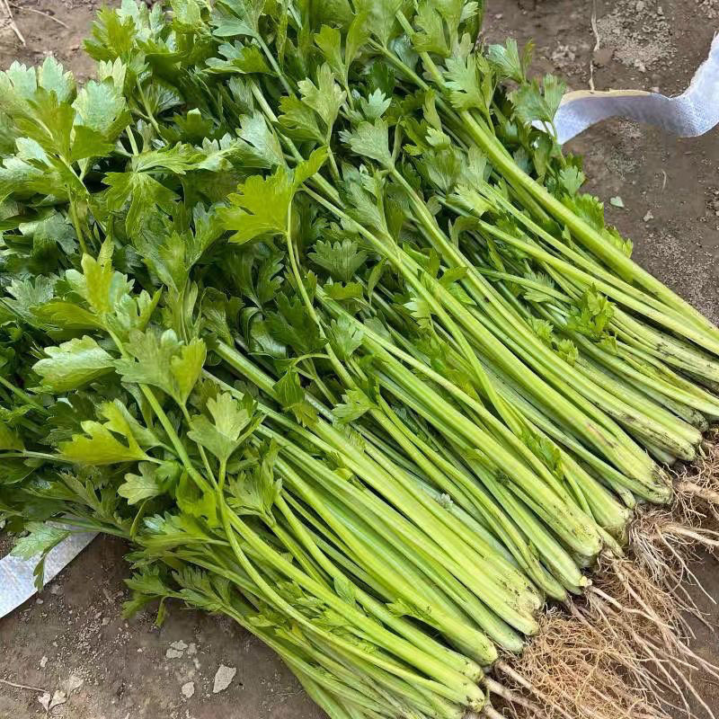 金玉小香芹种子四季小香芹种子耐热耐寒耐老抗病