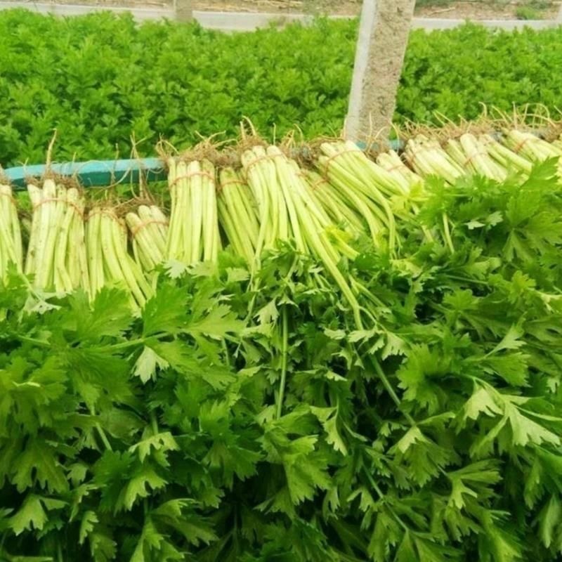 金玉小香芹种子四季小香芹种子耐热耐寒耐老抗病