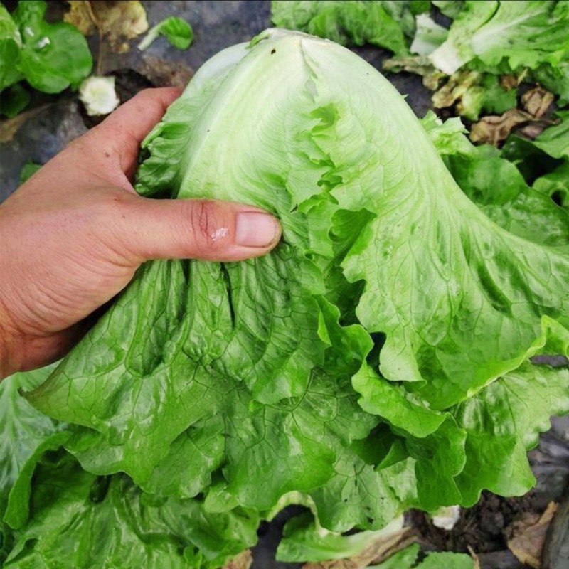 绿实兰结球生菜种子耐抽苔直立亮绿型耐热净菜率高