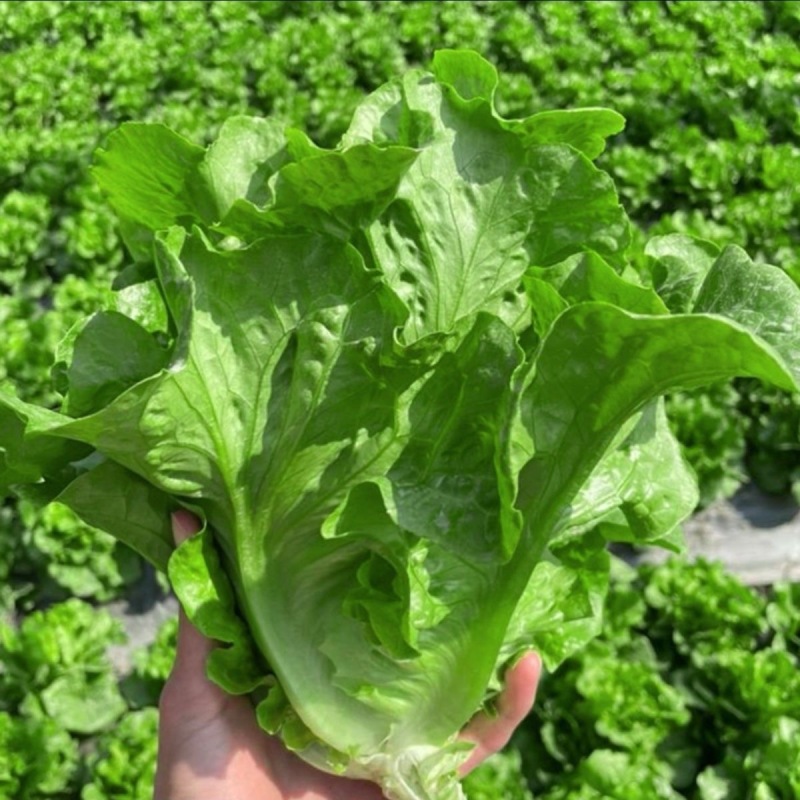 绿实兰结球生菜种子耐抽苔直立亮绿型耐热净菜率高