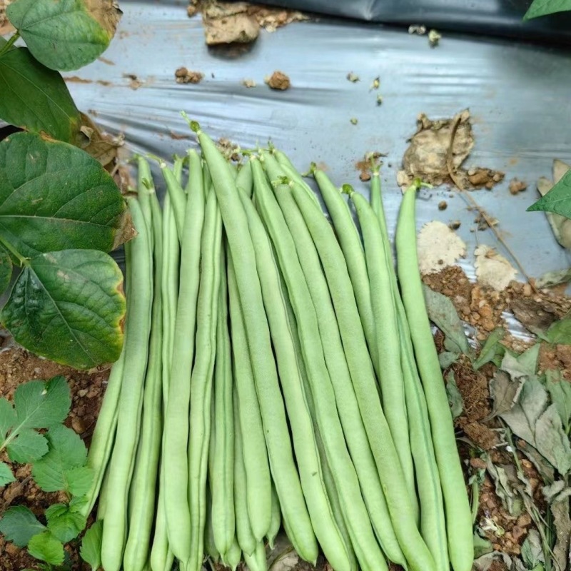 富贵小金豆种子种籽早春耐低温无筋四季豆芸豆架豆王种子绿荚
