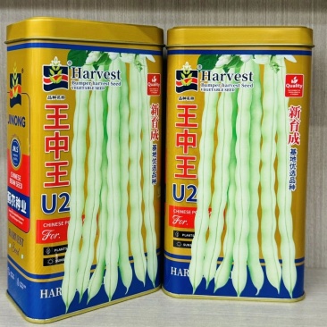 王中王架豆种子芸豆种子豆角嫩白绿色条直不打弯