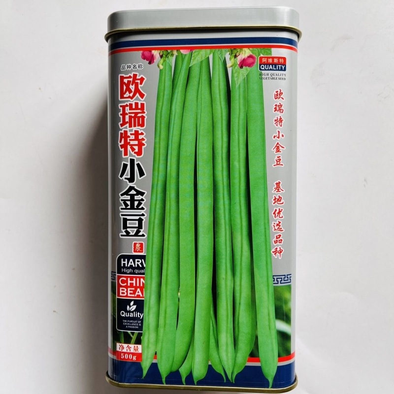 欧瑞特小金豆种子四季豆种子耐热耐寒圆形荚
