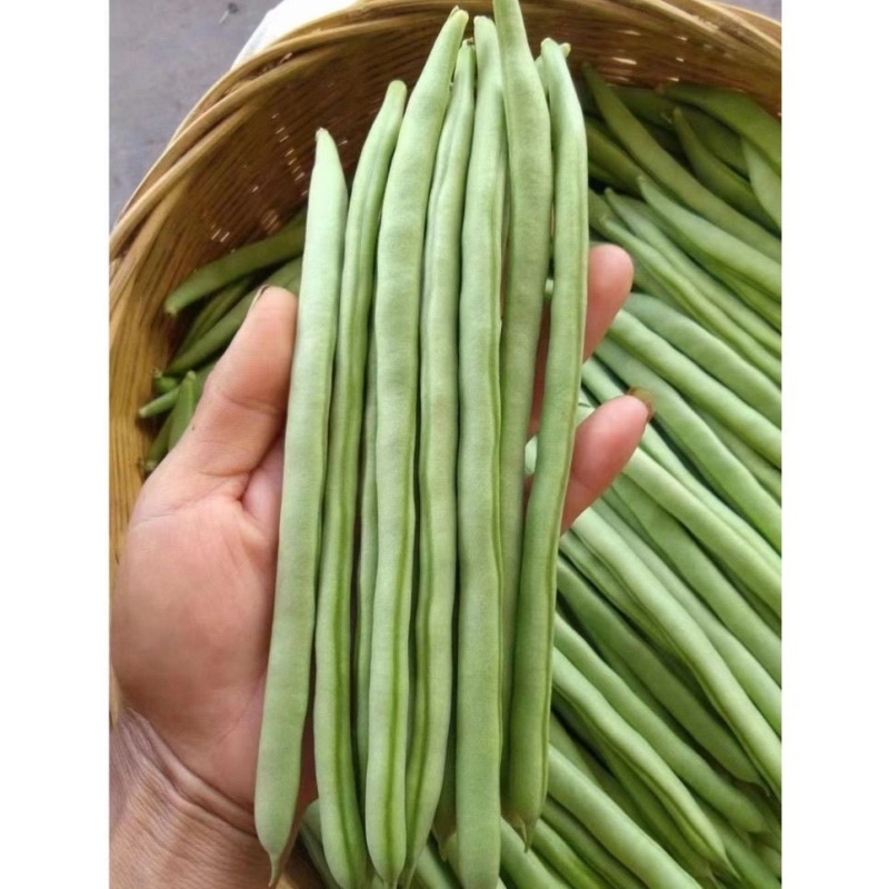 欧瑞特小金豆种子四季豆种子耐热耐寒圆形荚