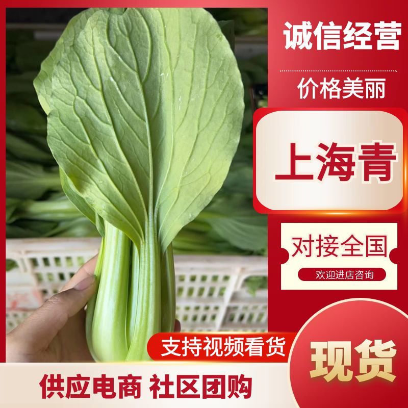 山东聊城上海青供应电商市场社区团购可视频看货保证