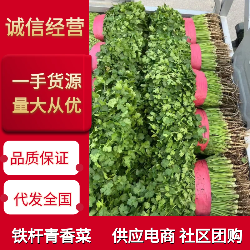 山东铁杆青香菜基地一手货源对接电商市场保证质量