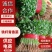 精品铁杆青香菜供应电商市场社区团购可视频看货