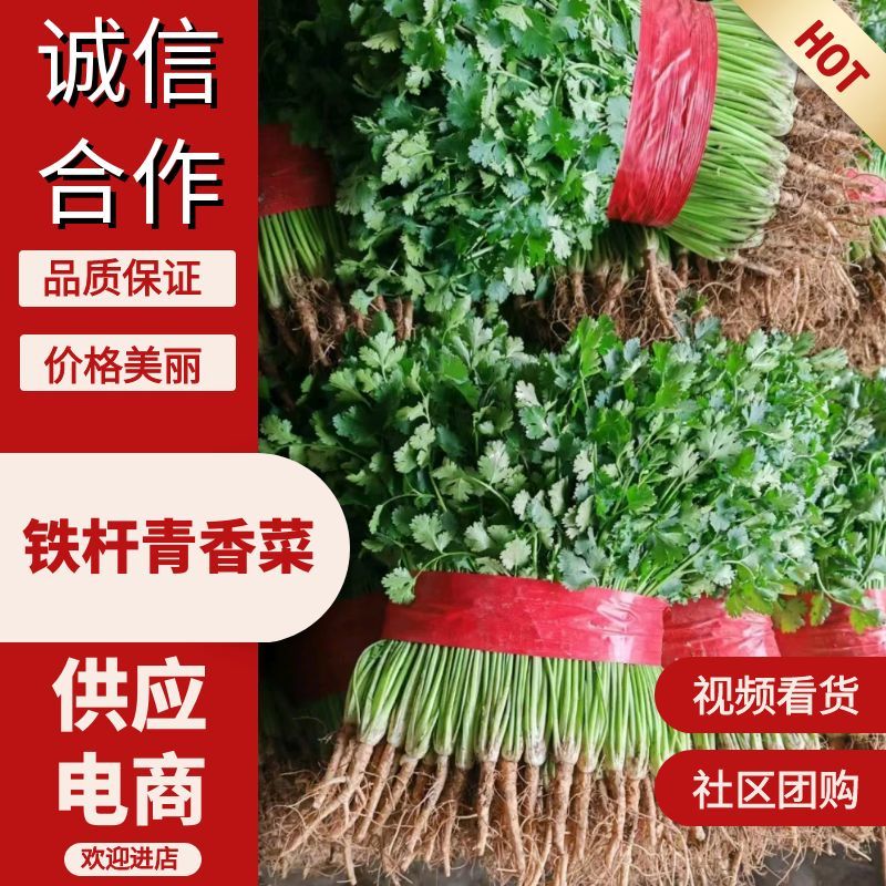 精品铁杆青香菜供应电商市场社区团购可视频看货