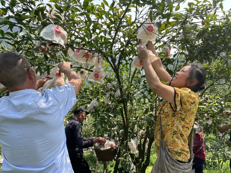 四川蒲江耙耙柑一件代发产地直发一手货源对接各大电商平台