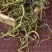 正宗小叶化石草化石茶肾精茶结石草散称猫须草云南厂家批发