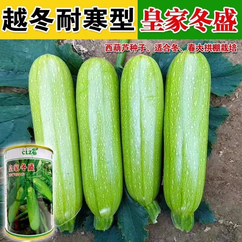 皇家冬盛西葫芦种子越冬耐寒翠绿油亮西葫芦