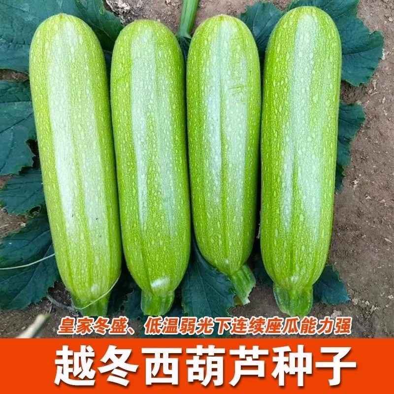 皇家冬盛西葫芦种子越冬耐寒翠绿油亮西葫芦
